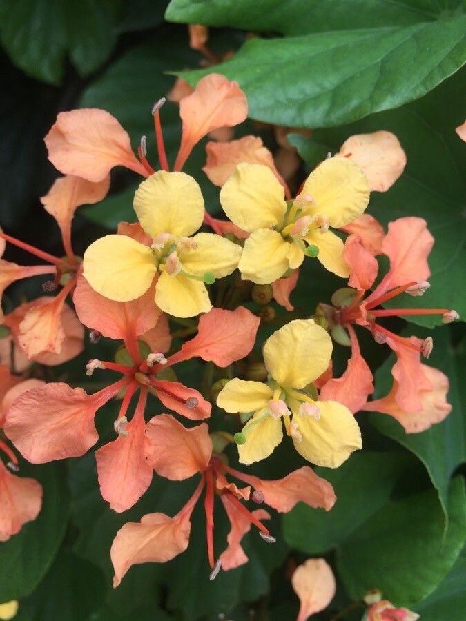Bauhinia bidentata flower