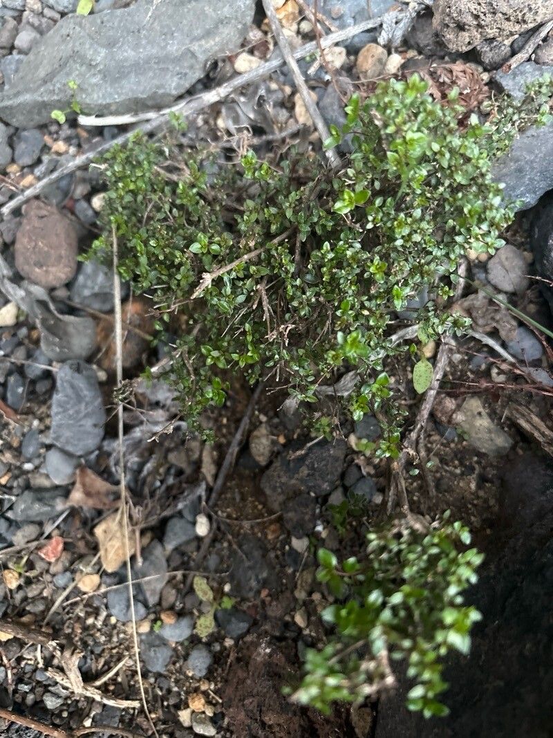 Micromeria teneriffae habit