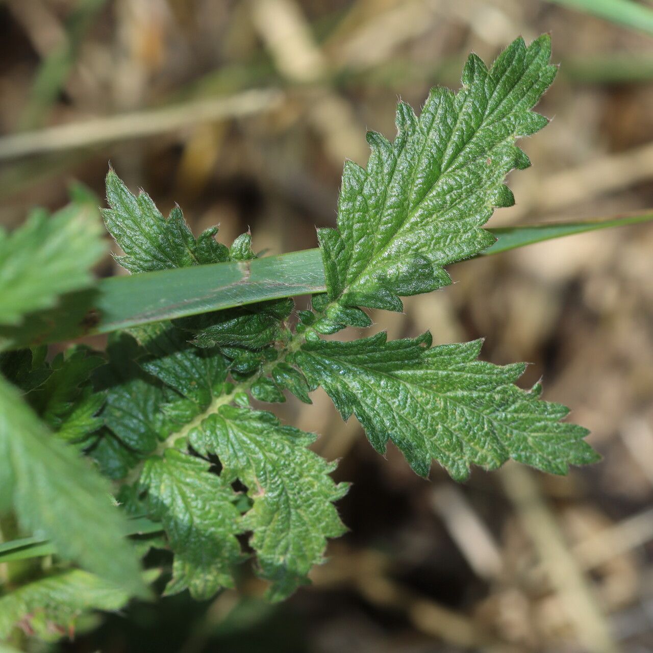 Agrimonia striata — houseplant care guide