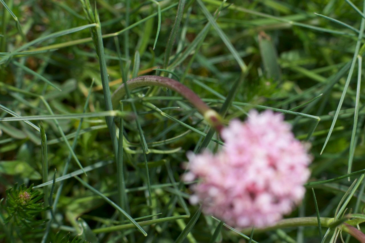 Armeria bubanii flower