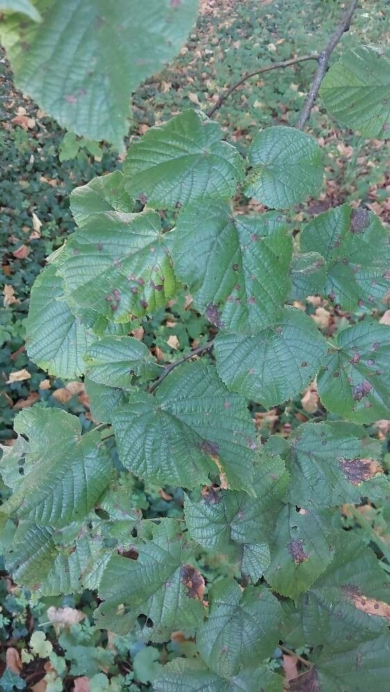 Tilia × flaccida — search result for 'Tilia'