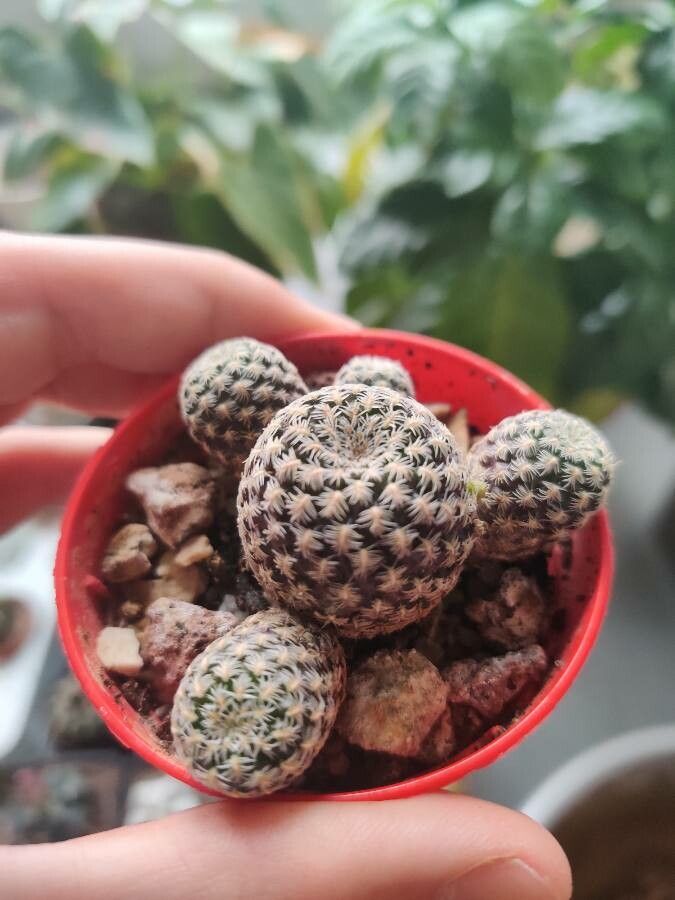 Sulcorebutia langeri — houseplant care guide