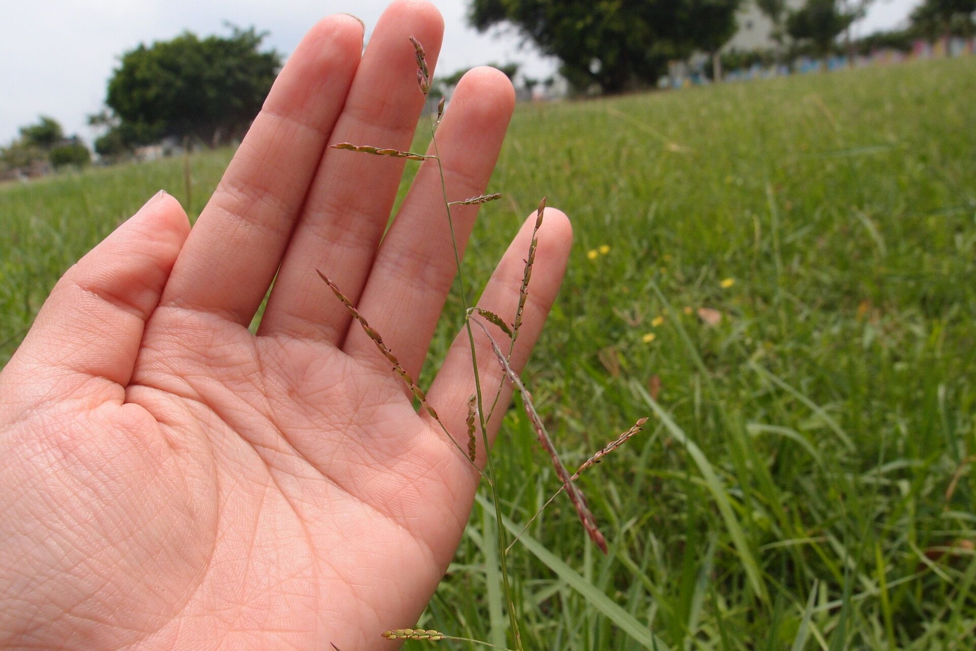 Eriochloa procera habit