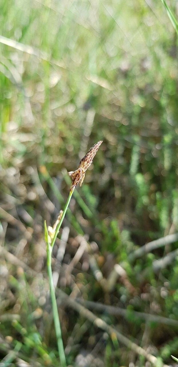 Carex panicea flower