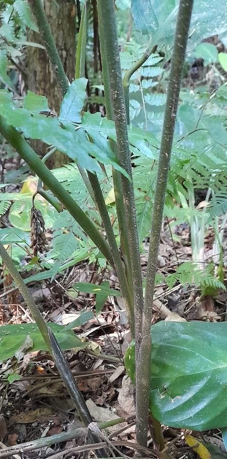 Ctenanthe muelleri other