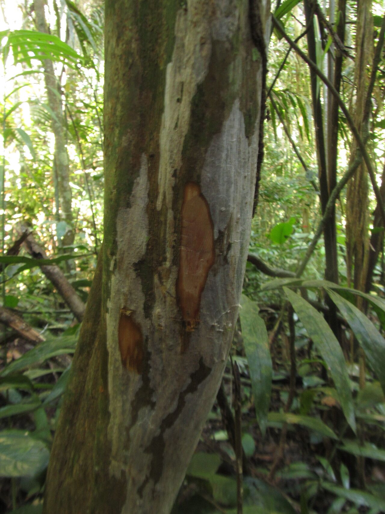 Rhabdophyllum calophyllum bark