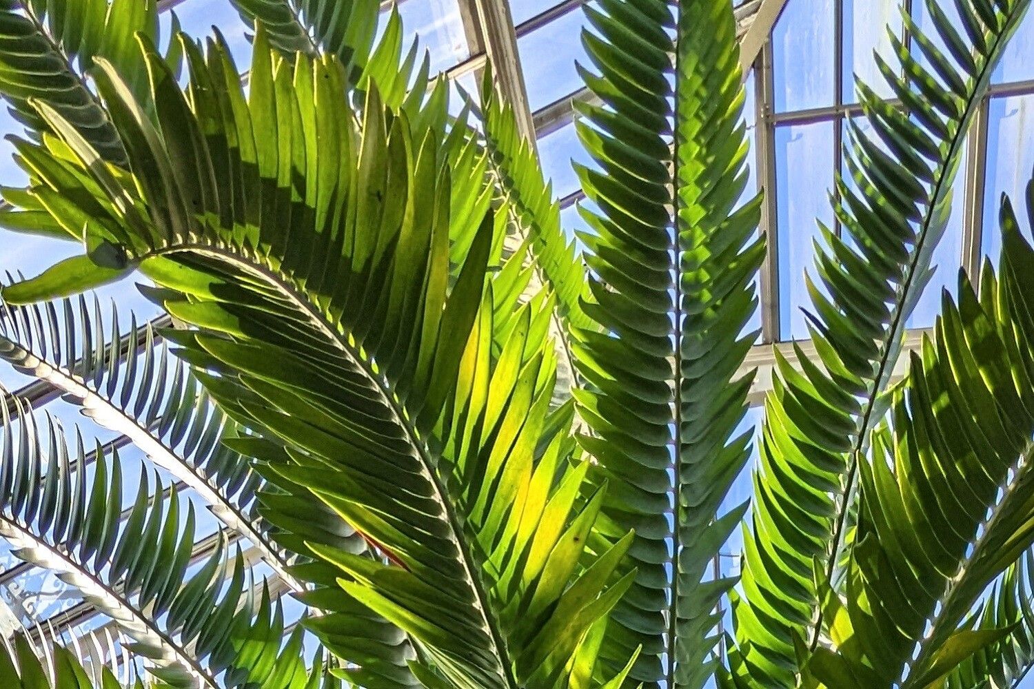 Encephalartos woodii leaf