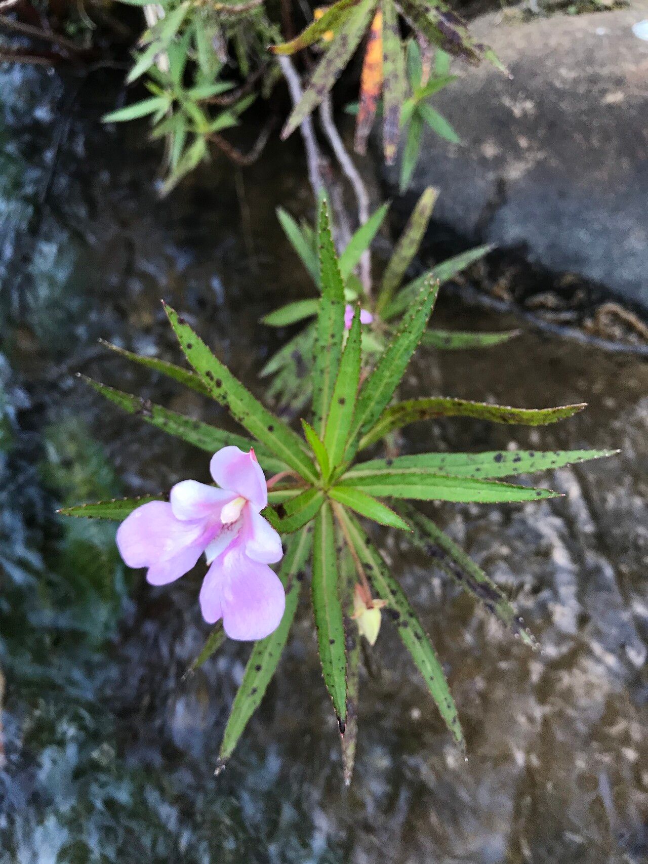 Impatiens rutenbergii — houseplant care guide