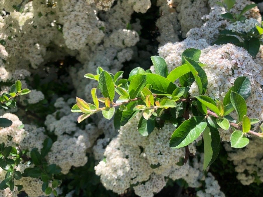Pyracantha crenatoserrata leaf