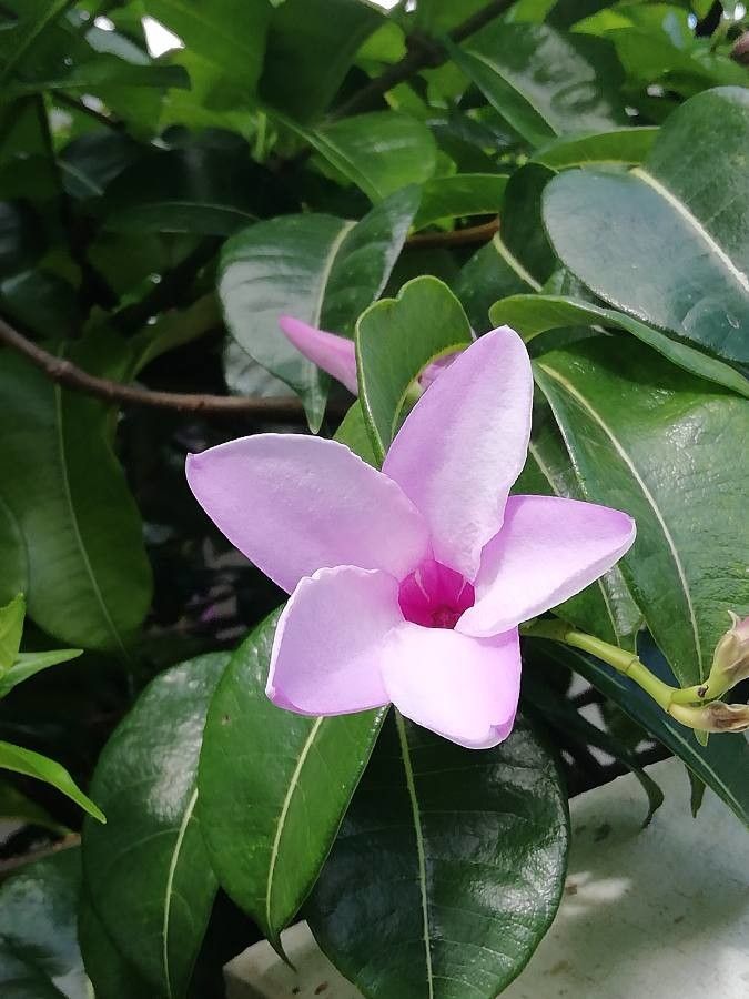 Cryptostegia grandiflora flower
