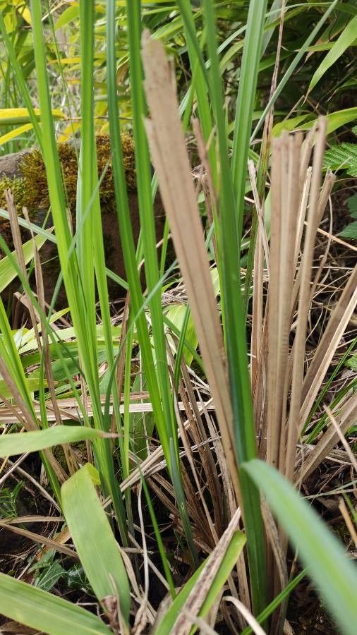 Carex acutiformis leaf