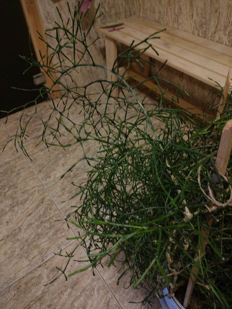 Hatiora salicornoides — search result for 'Hatiora'