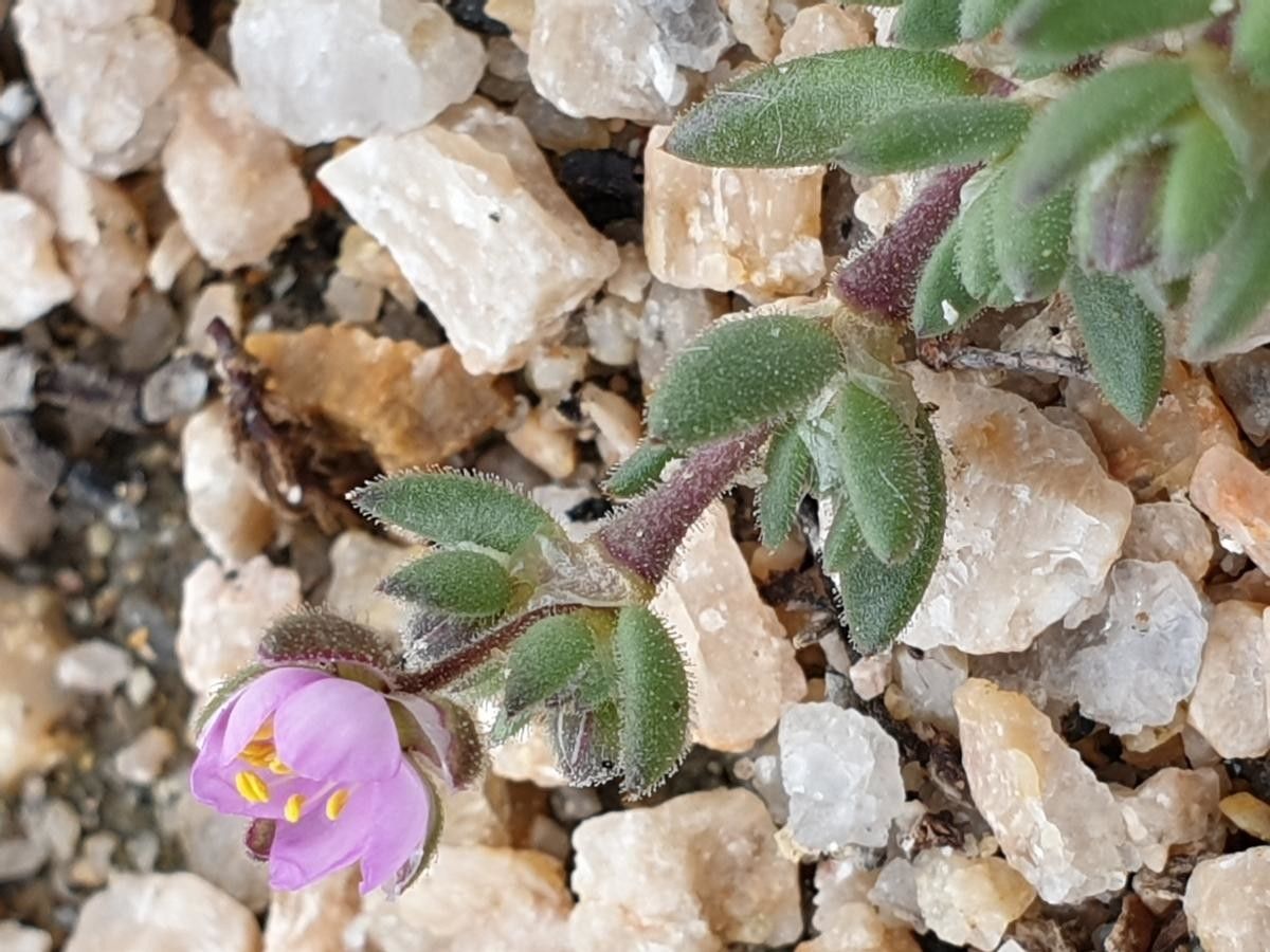 Spergula macrorrhiza leaf