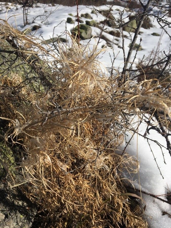 Artemisia californica fruit