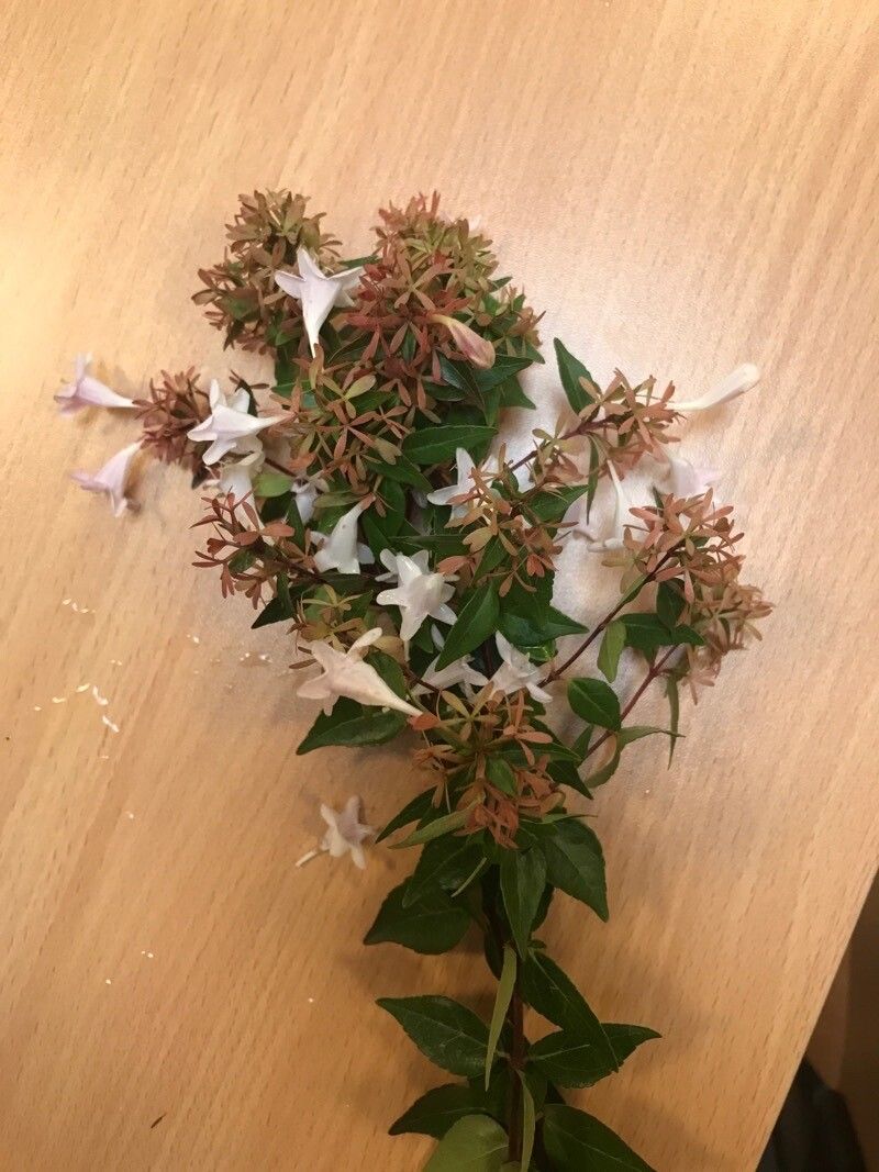 Abelia biflora flower