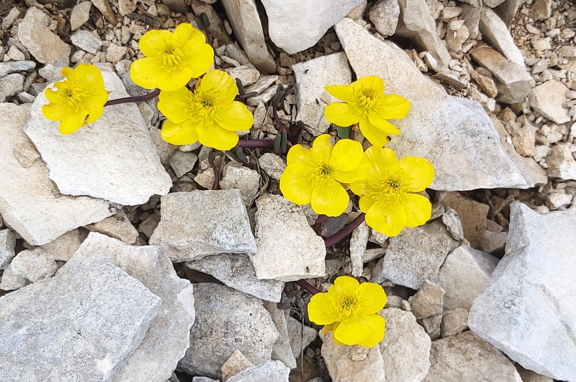 Ranunculus brevifolius flower