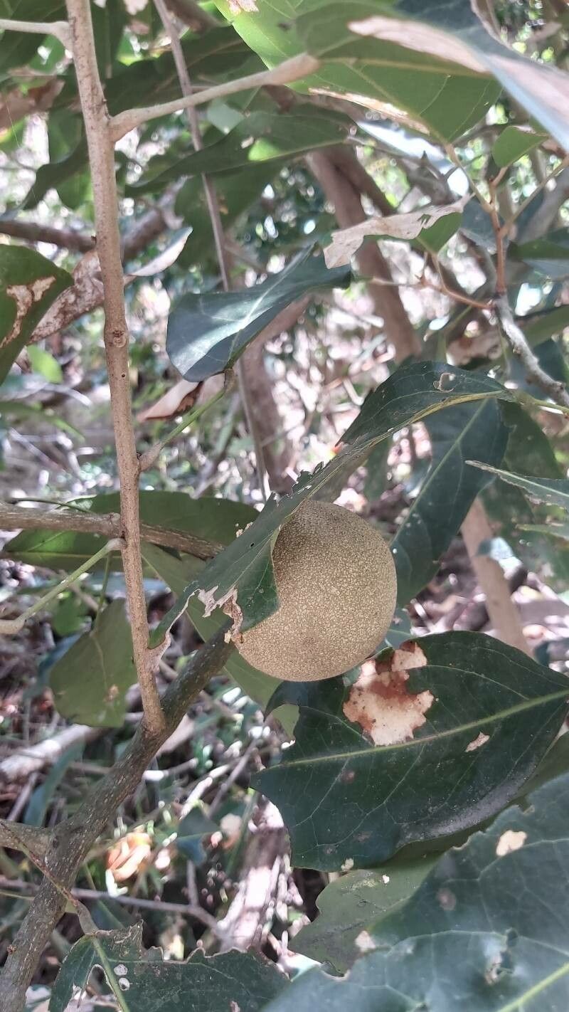 Morisonia americana fruit