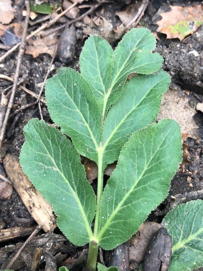 Opopanax chironium leaf