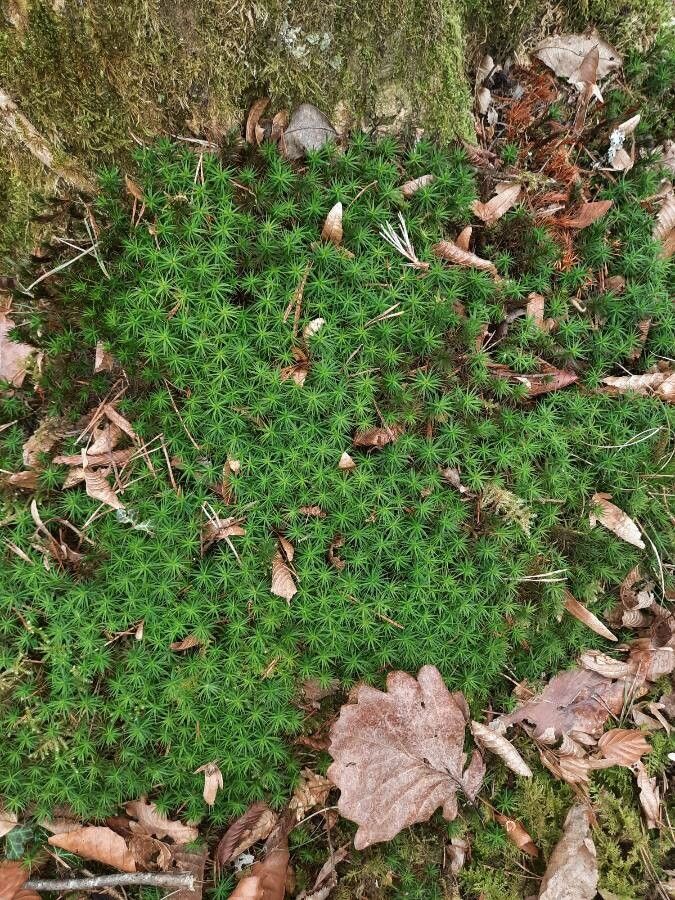 Plantago subulata — search result for 'Plantaginaceae'