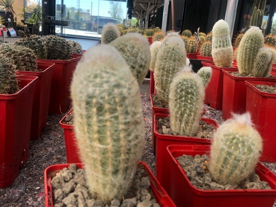 Espostoa melanostele leaf