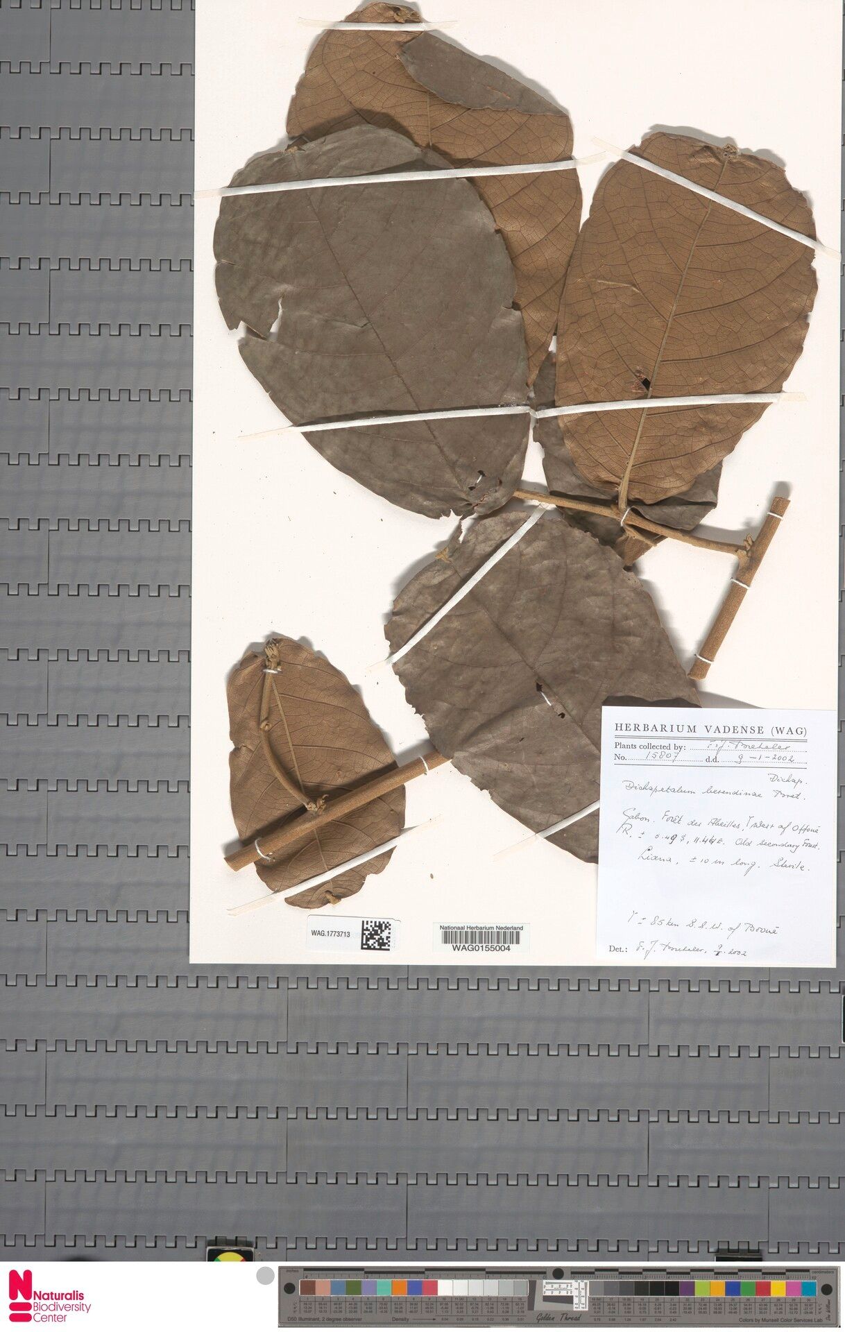 Dichapetalum berendinae — houseplant care guide