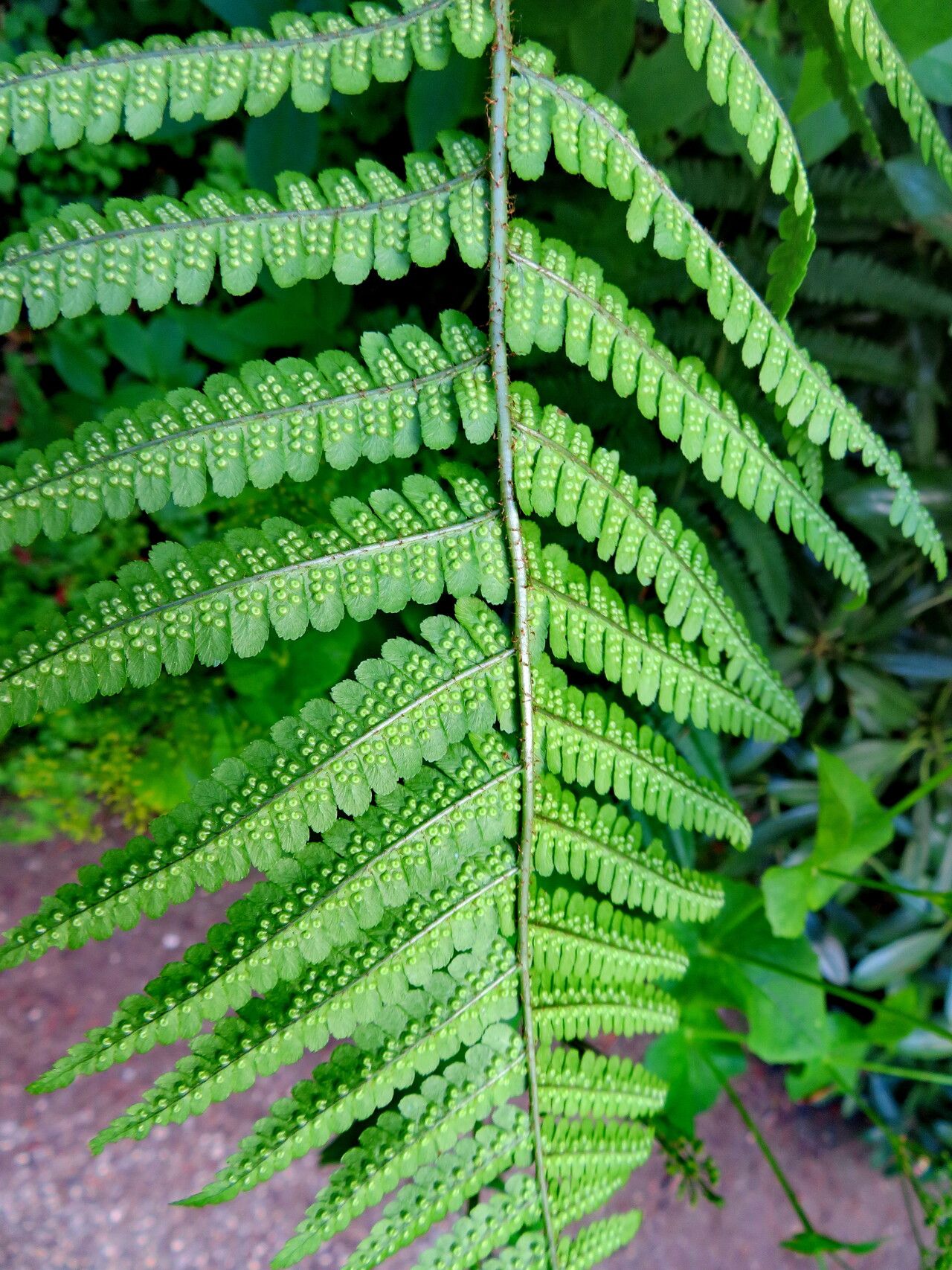Dryopteris × complexa fruit
