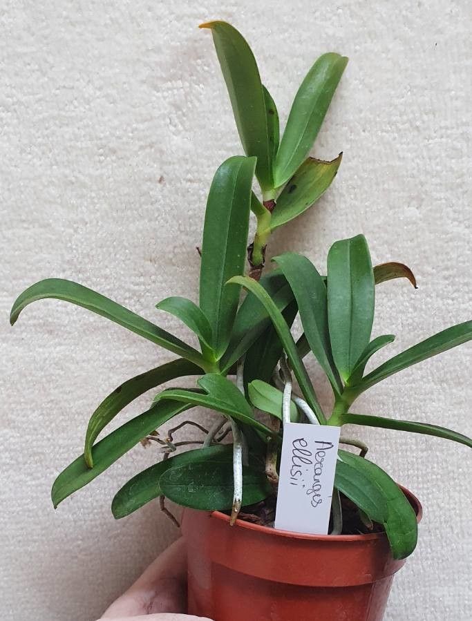 Aerangis ellisii leaf