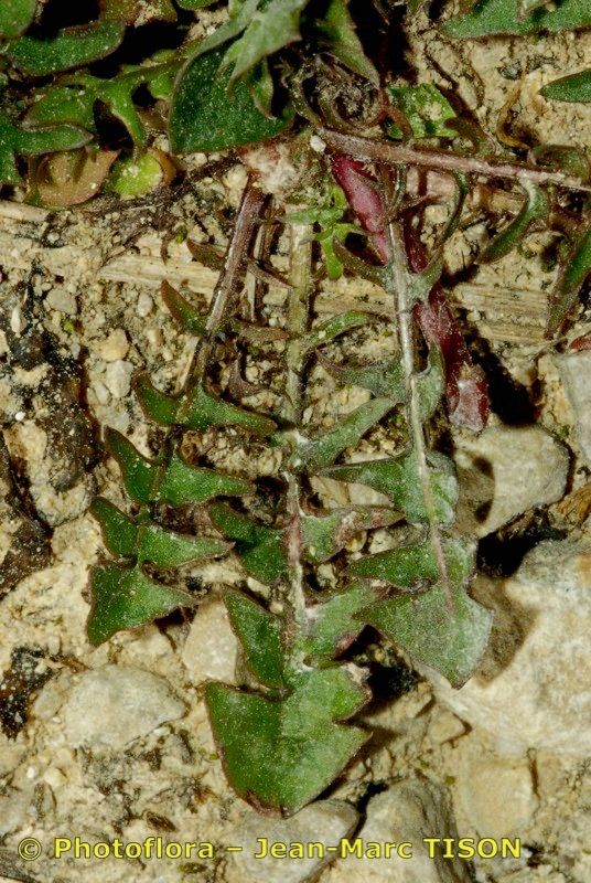 Taraxacum parnassicum habit