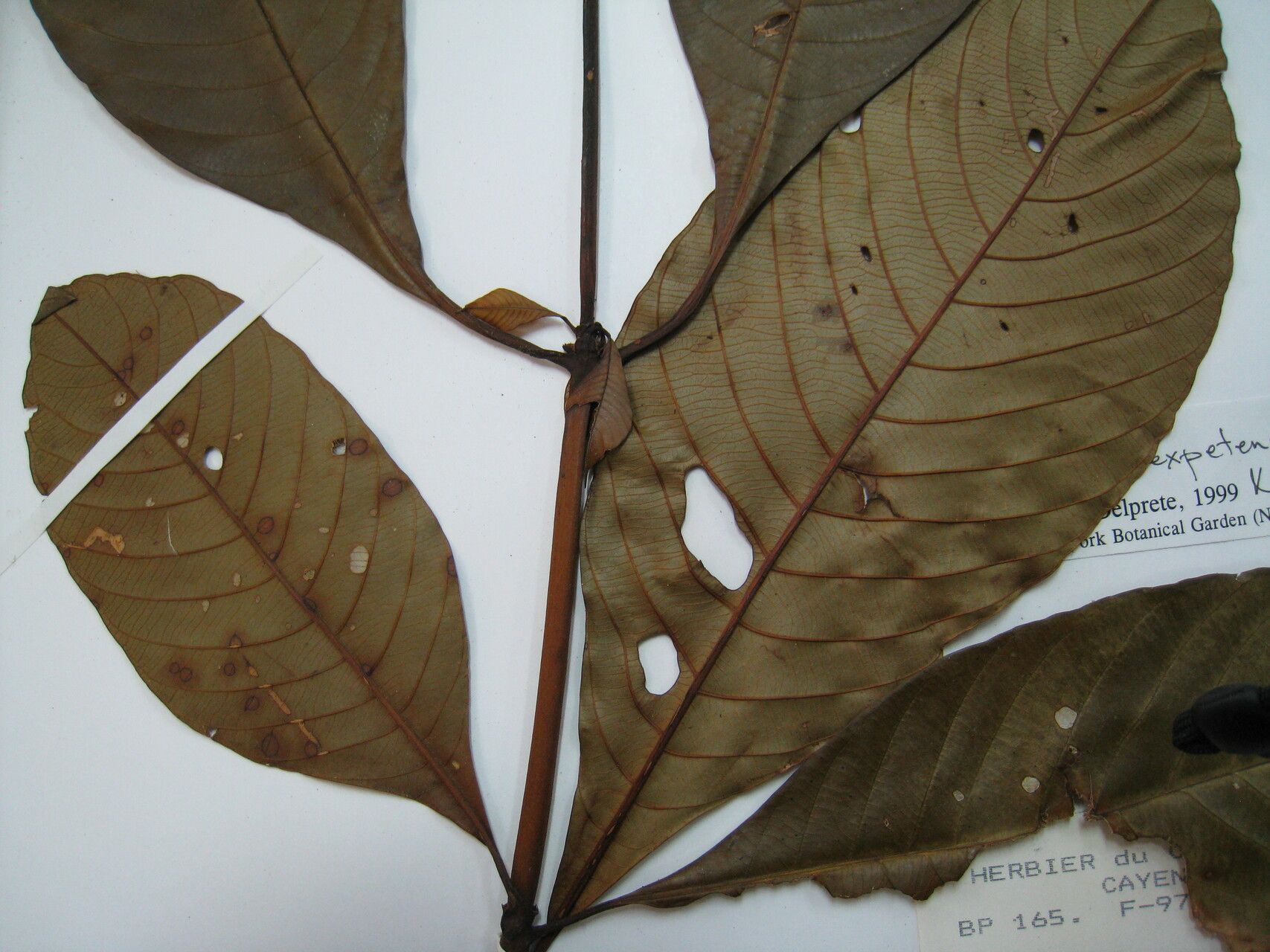 Palicourea corymbifera other