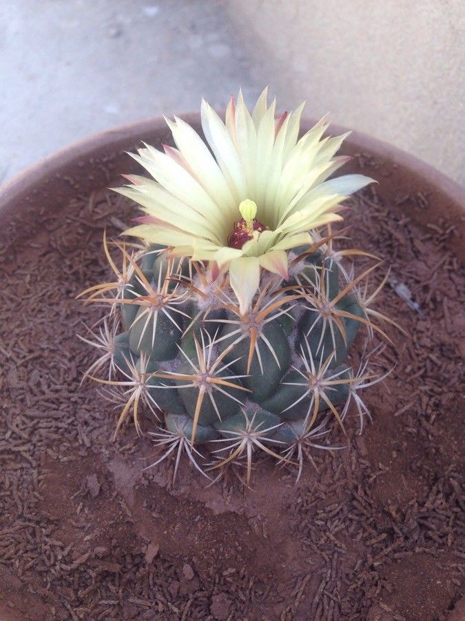 Coryphantha ramillosa flower