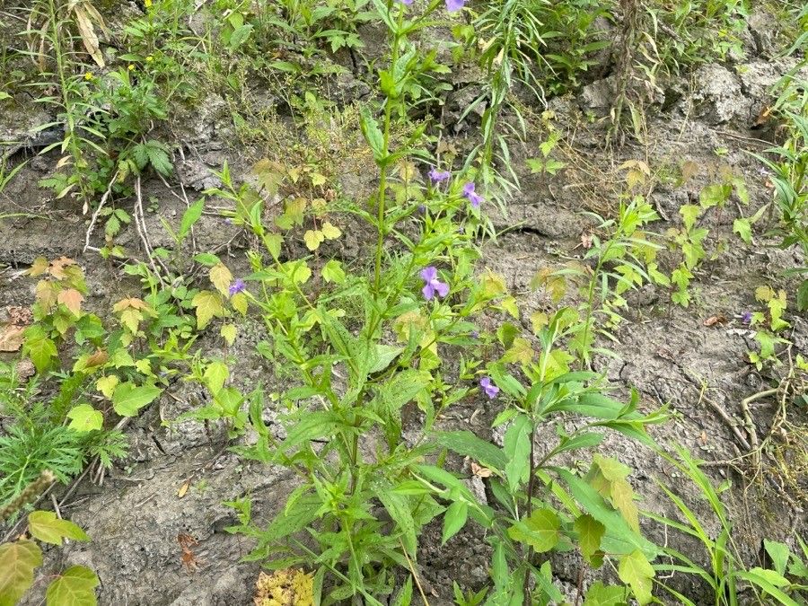 Mimulus ringens habit