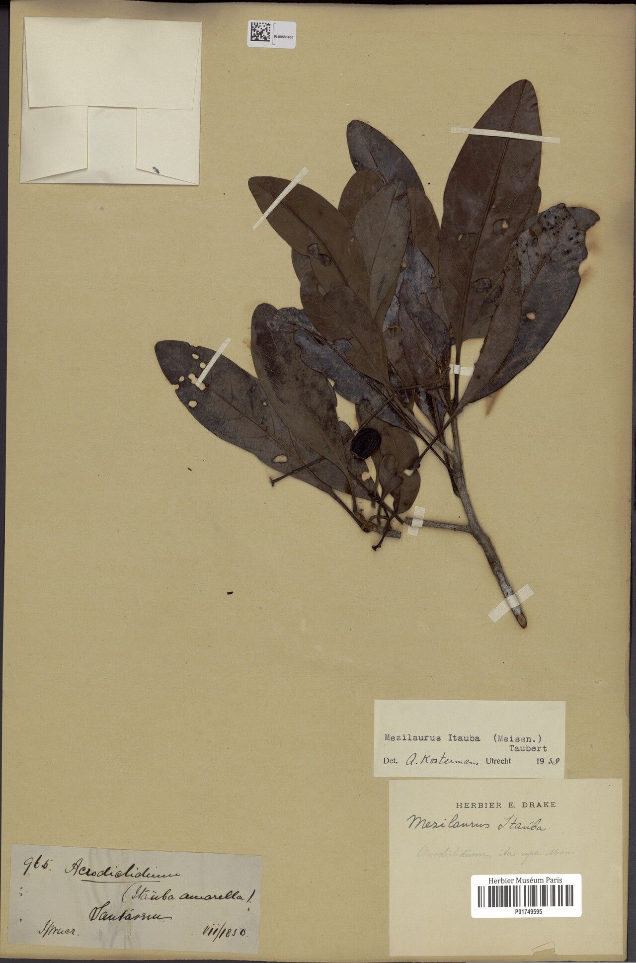 Mezilaurus ita-uba fruit