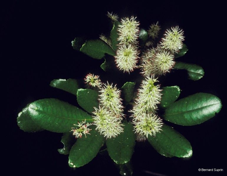 Weinmannia dichotoma — related species from the same genus