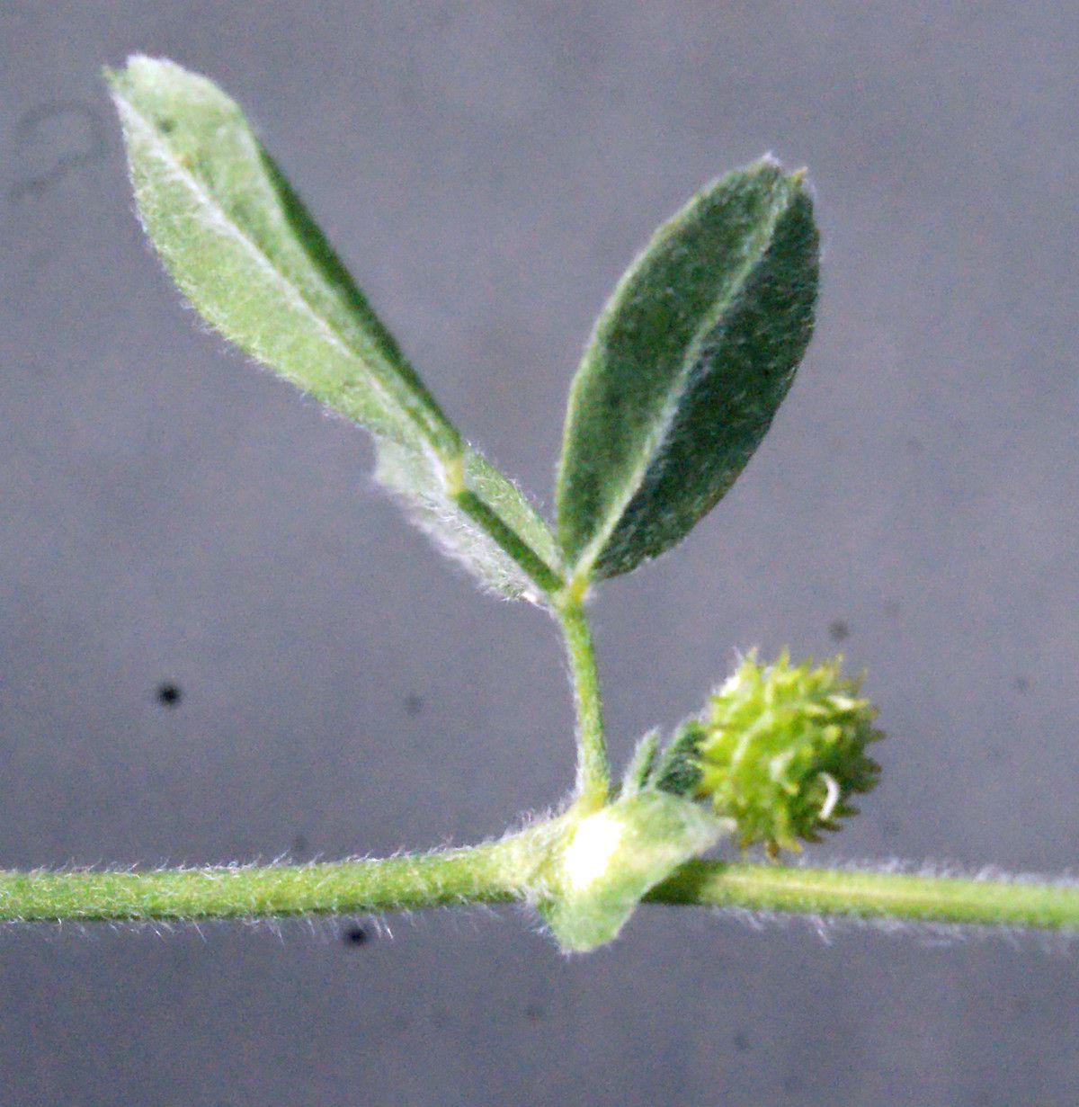 Medicago tornata fruit