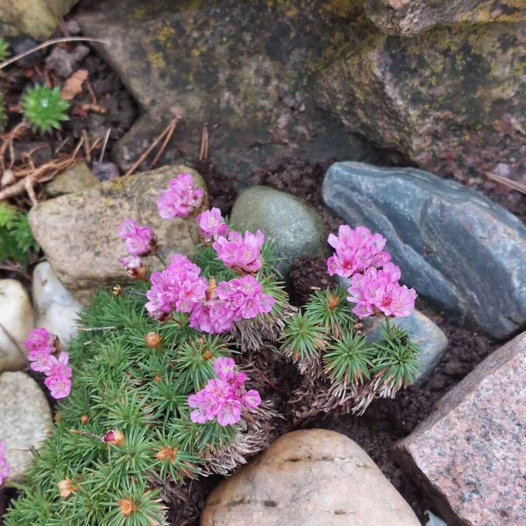 Armeria filicaulis habit