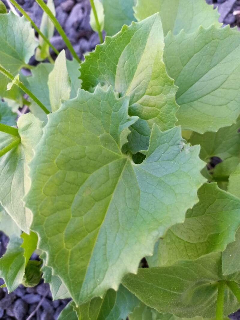 Doronicum orientale — search result for 'Doronicum'