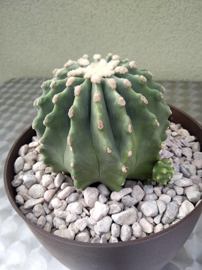 Ferocactus glaucescens fruit
