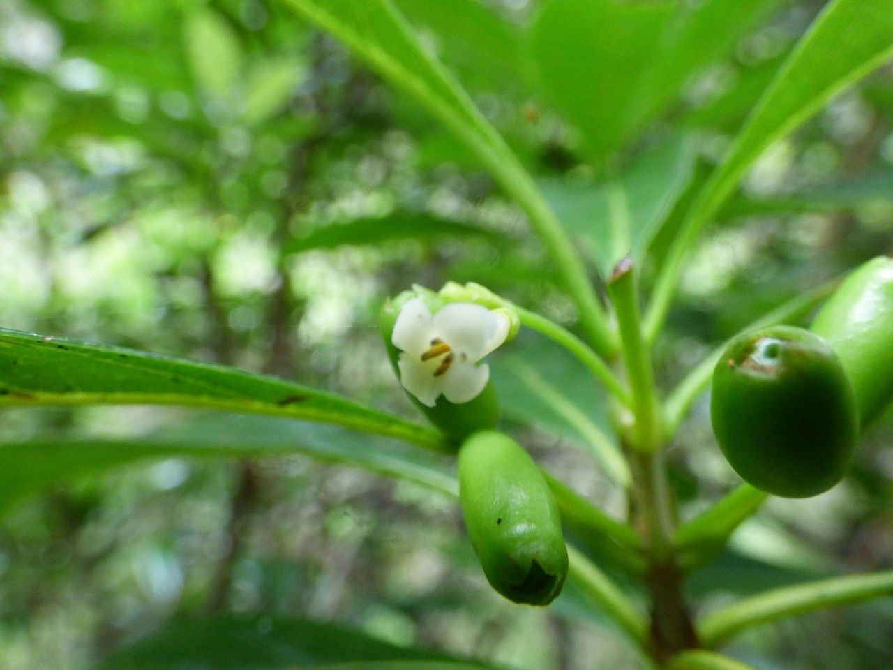 Antirhea borbonica flower