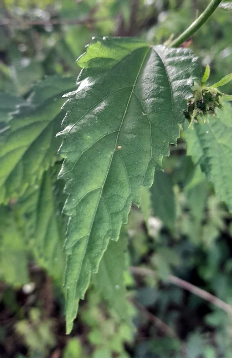 Pavonia sepioides — houseplant care guide