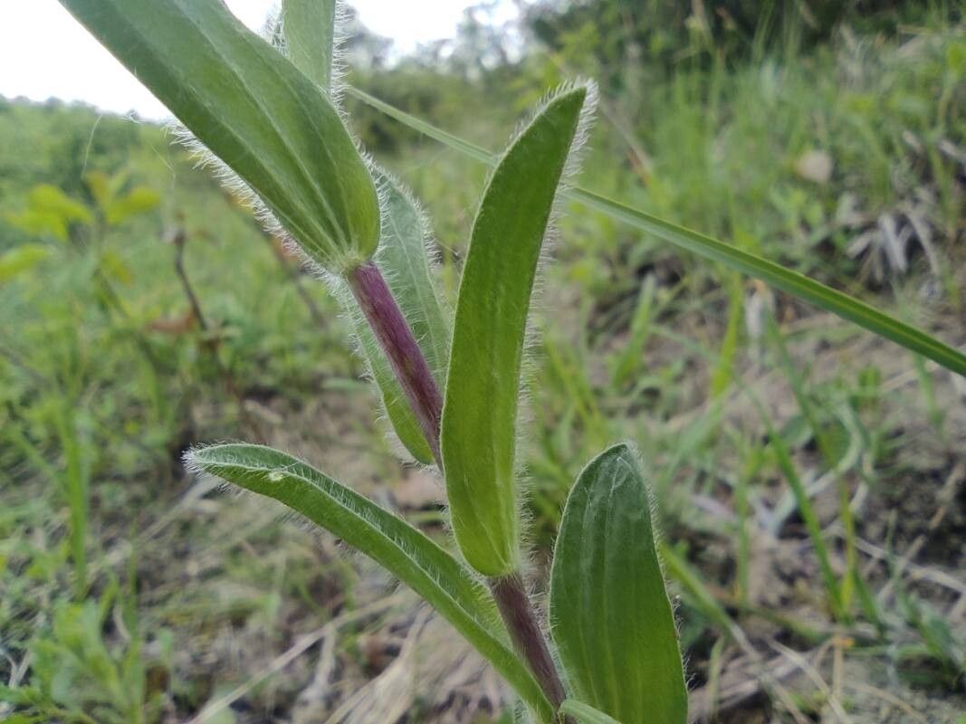 Linum hirsutum bark