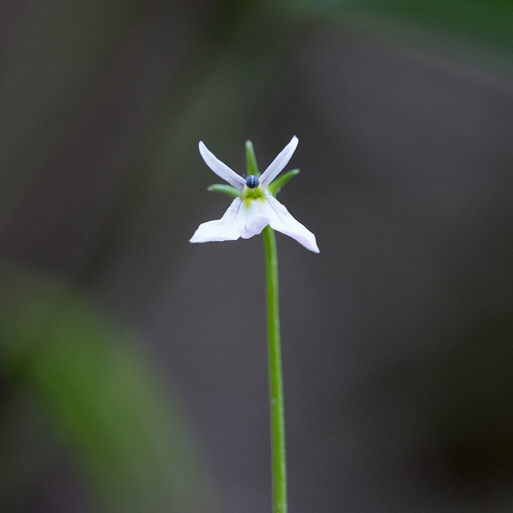 Lobelia purpurascens — search result for 'Lobelia'
