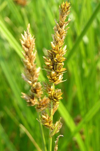 Carex sartwellii — houseplant care guide