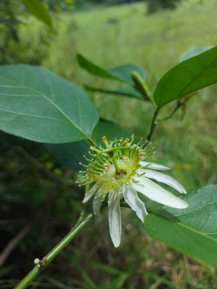 Passiflora rhamnifolia — houseplant care guide