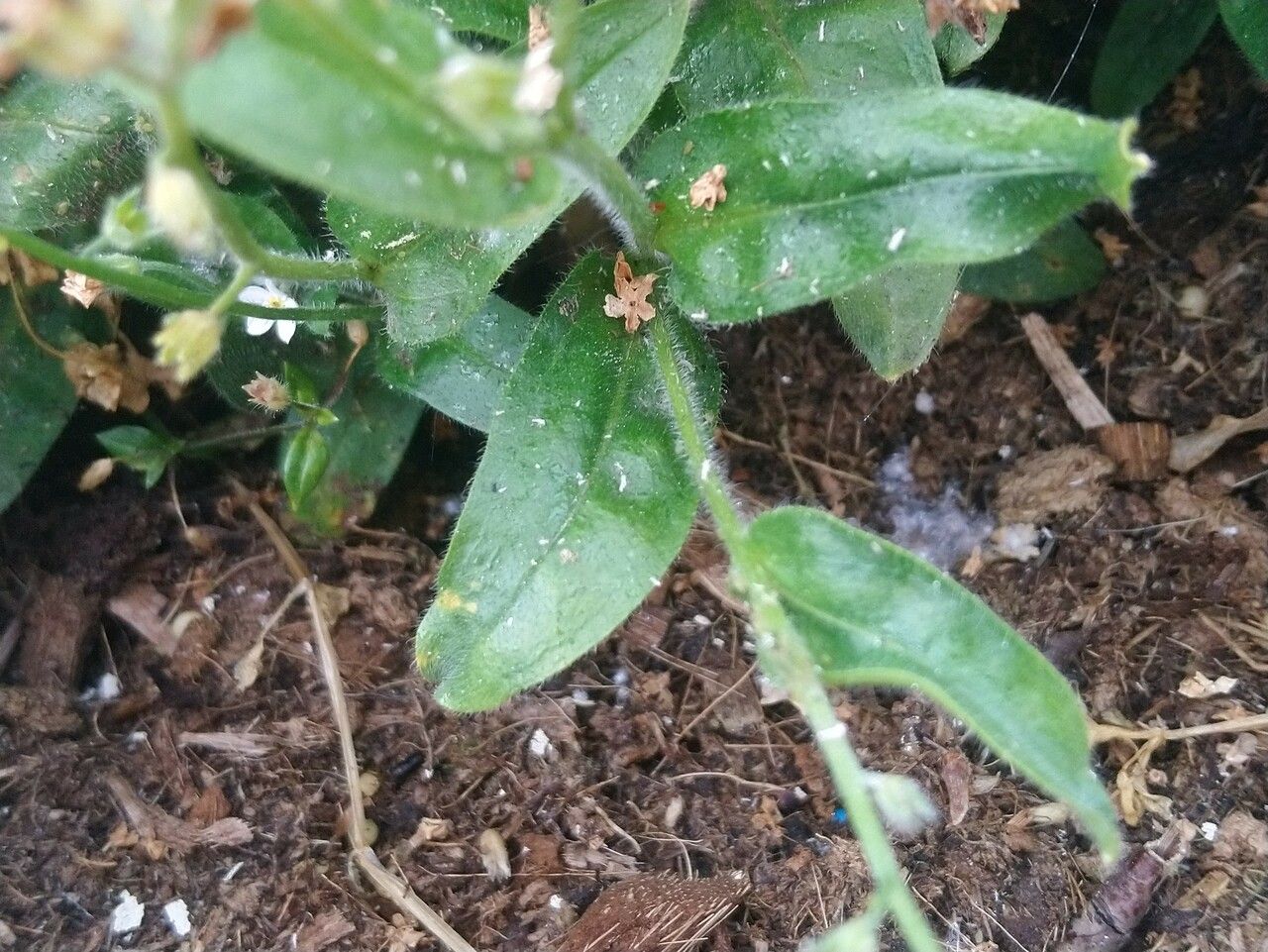 Plagiobothrys chorisianus — related species from the same genus