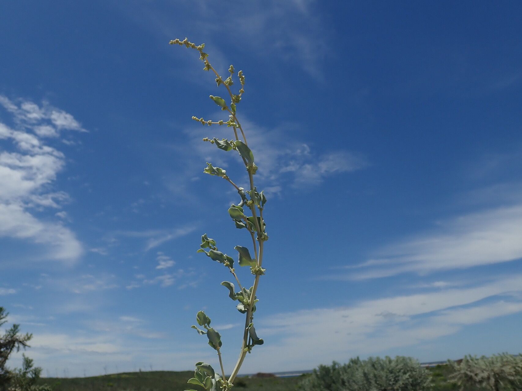 Atriplex perrieri habit