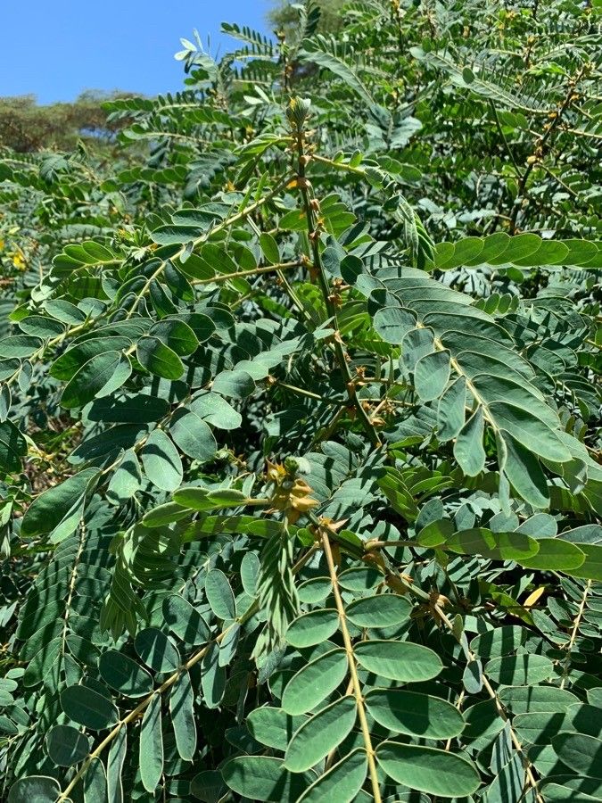 Senna didymobotrya leaf