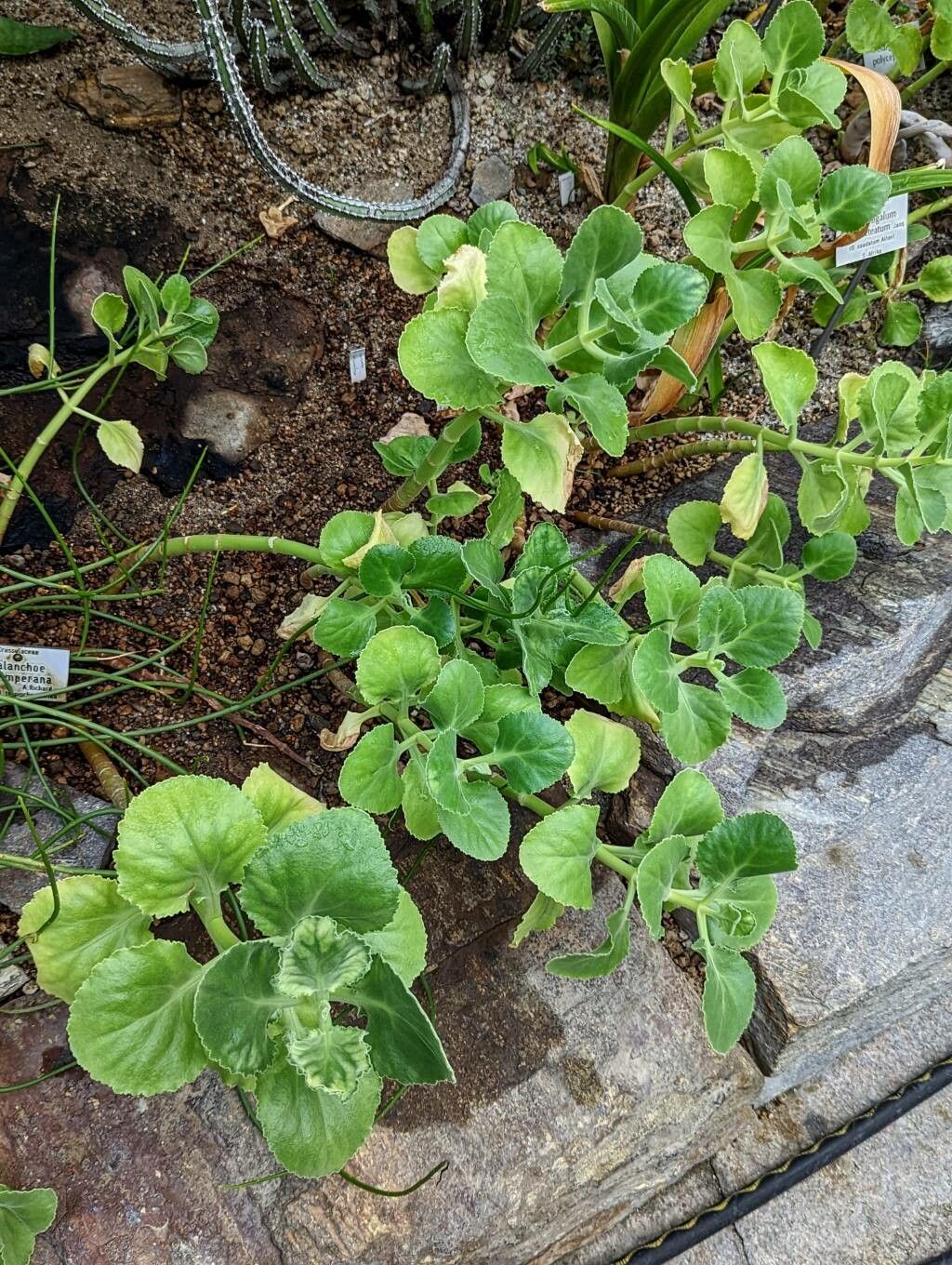 Kalanchoe schimperiana habit