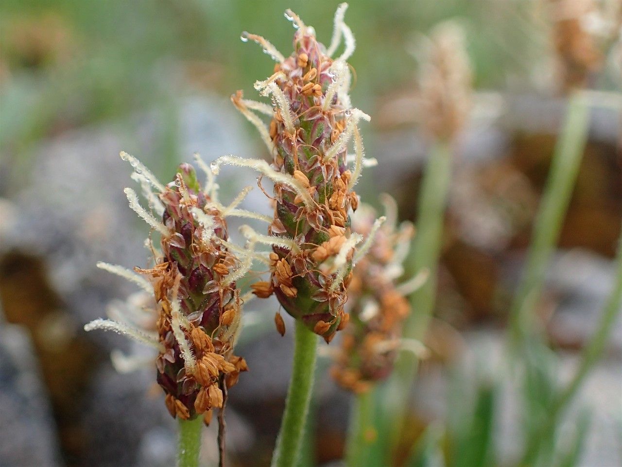 Plantago alpina fruit