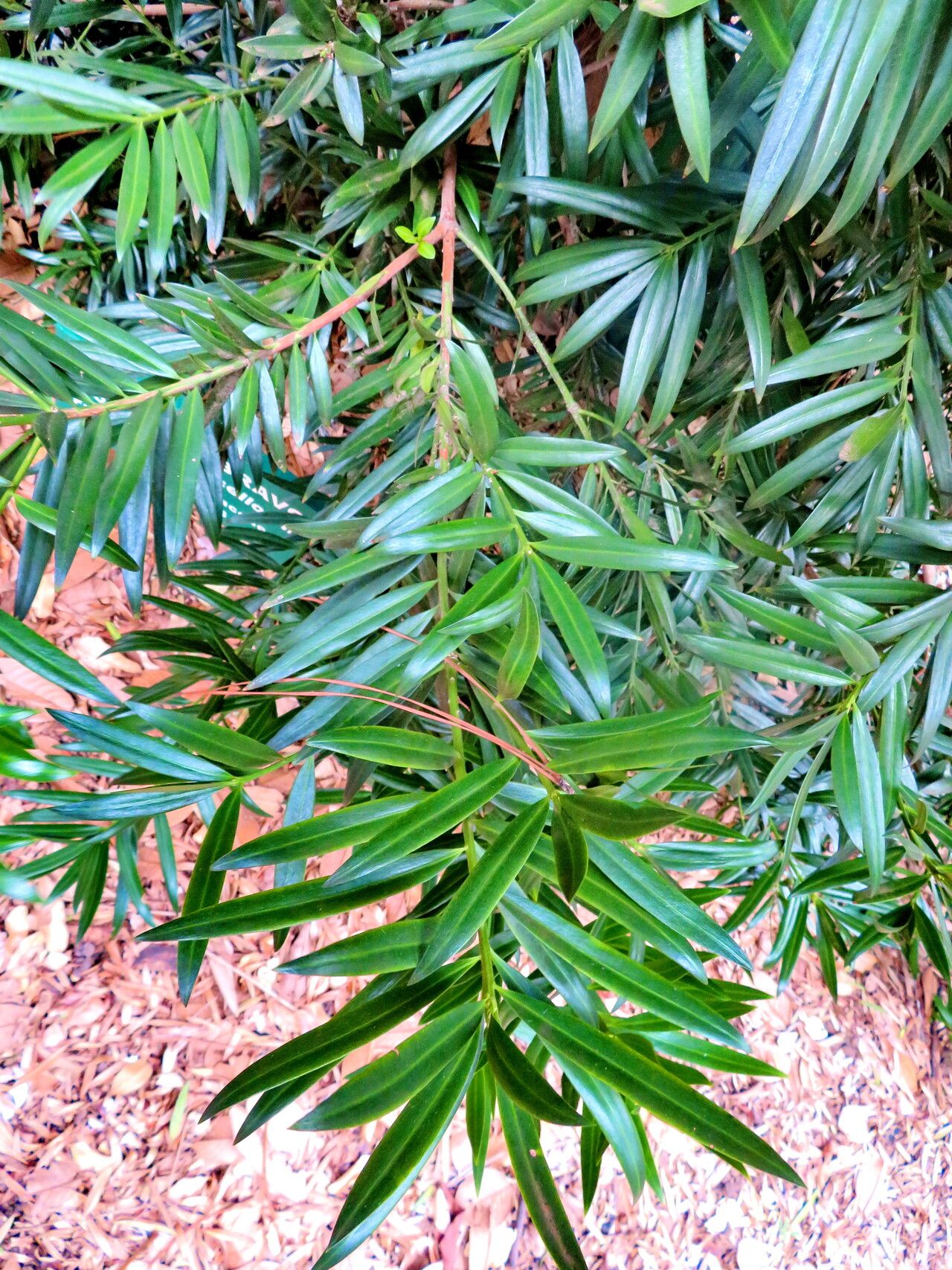 Podocarpus sellowii leaf