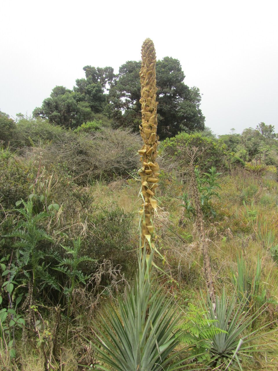 Puya dasylirioides — search result for 'Puya'